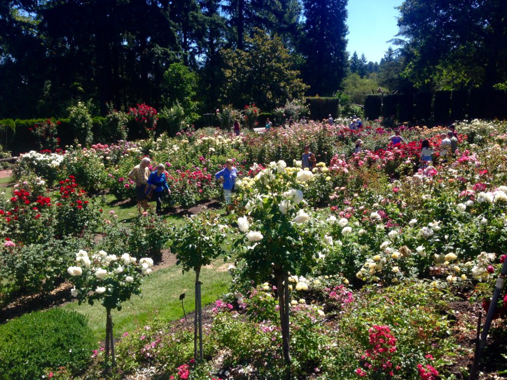International Rose Test Garden