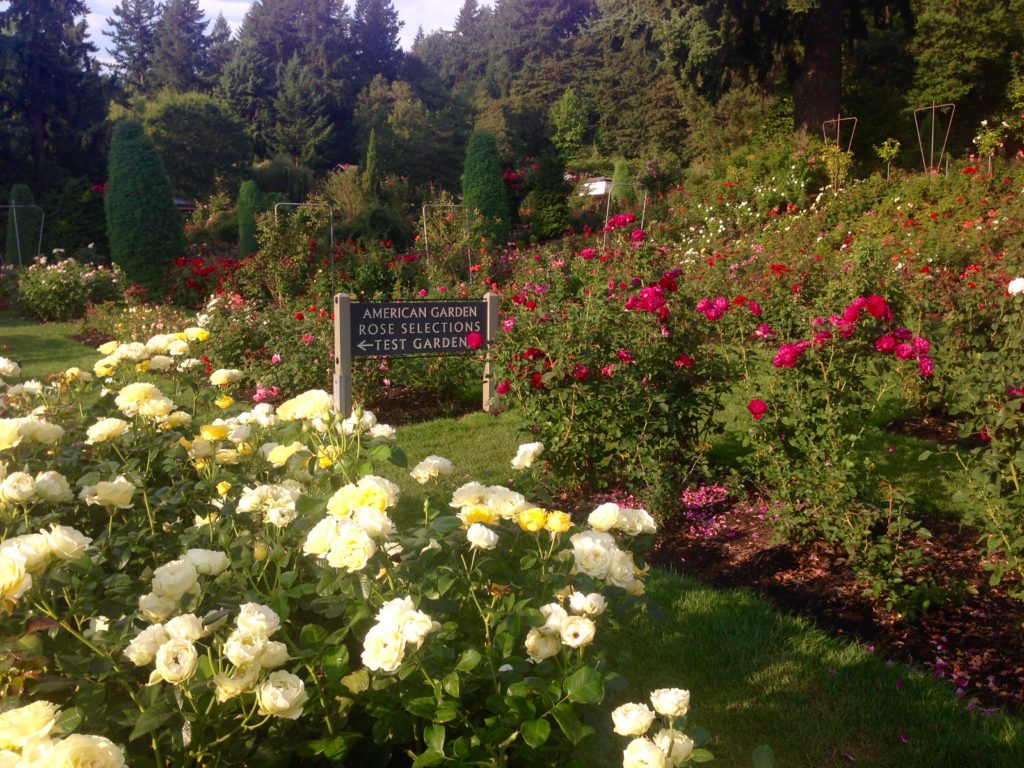 Rosengarten in Portland